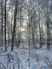A snowy forest with a tree in the middle