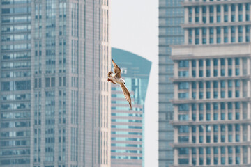 Seagulls flying between high-rise buildings in Lujiazui
