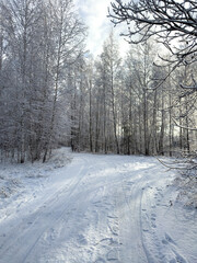 A snowy forest with a road in the middle