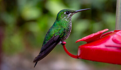 hummingbird feeding on a feeder