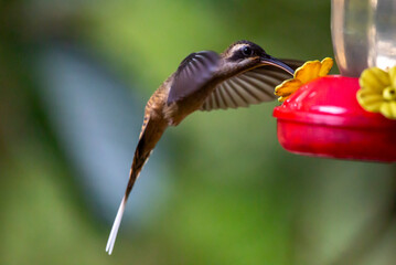 Humming bird hovering