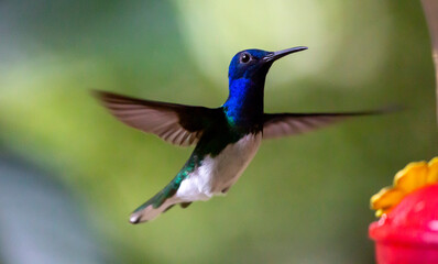 Humming bird hovering