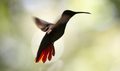 hummingbird in flight