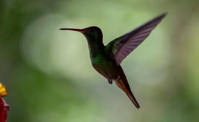 Fototapeta premium Humming bird hovering