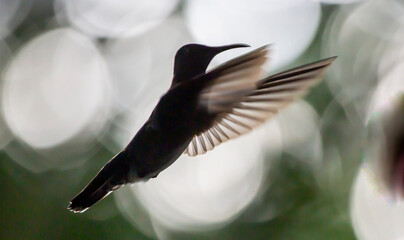 Humming bird hovering