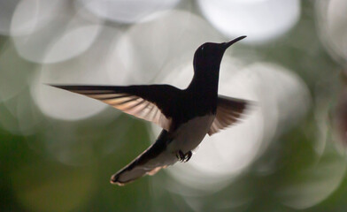 Humming bird hovering