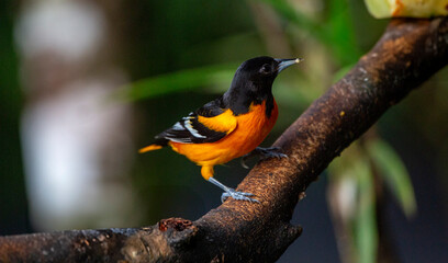 Baltimore oriole