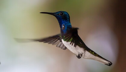 Obraz premium Humming bird hovering