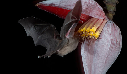 Orange nectar bat © Raphael