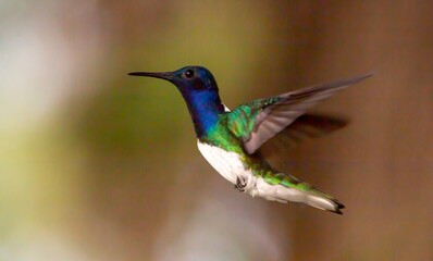 Humming bird hovering