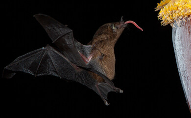 Orange nectar bat