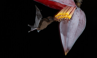 Orange nectar bat © Raphael