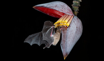 Orange nectar bat © Raphael