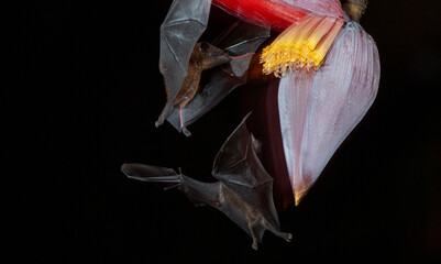 Orange nectar bat © Raphael