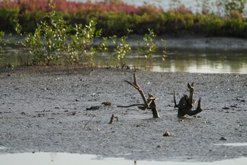 Natural mangrove forest conditions as the sea level recedes