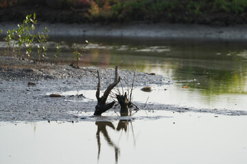 Natural mangrove forest conditions as the sea level recedes