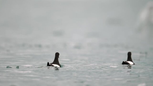 Two Black Guillemots fishing in the the Arctic ocean