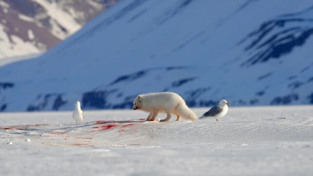 Arctic Fox scavenging leftovers while Mother polar bear and cubs eat a seal in Antarctica