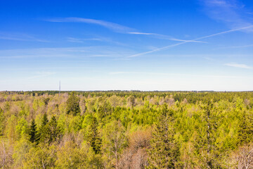 Naklejka premium View of the treetops in a forest on a sunny spring day