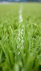 Fototapeta premium Grass Field White Line