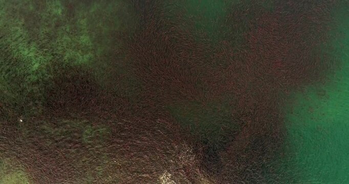 Salmon fish swimming in massive unified movement in Lake Kuril, Kamchatka