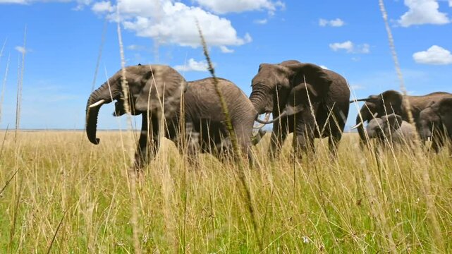 Elephants walking in Kenya savannah on a beautiful clear day with green grass, low point of view 