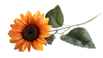Single orange sunflower stem, leaves, black background, design element