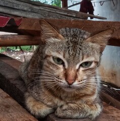 Relaxed domestic cat sitting on wooden planks outdoors