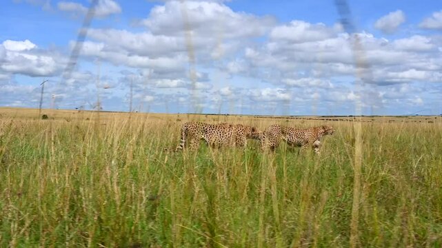 Band of Cheetahs scouting the savannah for prey in Masai Mara National reserve, Kenya. Low point of view