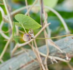 Ipomoea fruit, brown-black fruit, wild vine with a high amount of weeds that worms and insects do not eat because it contains high alkaloids.