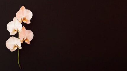 Obraz premium Elegant Orchid Flowers on Dark Background Displaying Natural Beauty