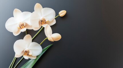 Obraz premium Elegant White Orchid Flowers on Dark Background for Floral Design