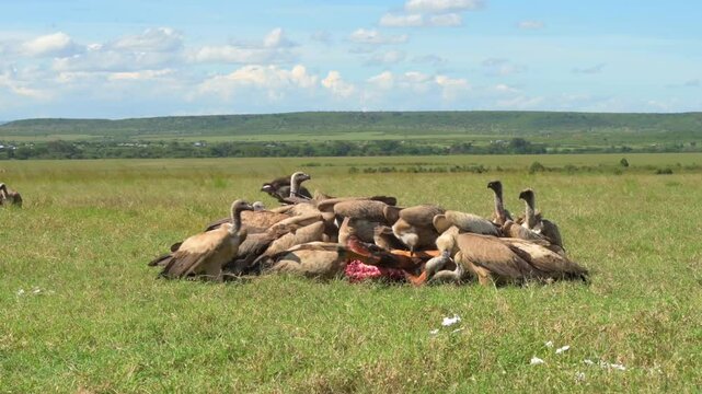 Griffon vultures scavengers eating an Antelope in Kenya