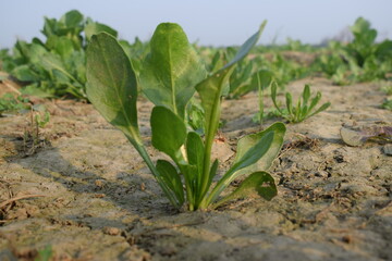 Spinach, Harvested  fresh spinach on the soil, space for text. Agricultural industry food concept, healthy eating, Rows of green spinach on a field