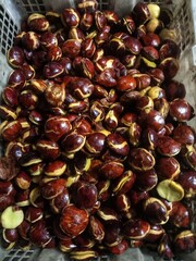 Freshly harvested jengkol with vibrant colors placed in a white plastic container.