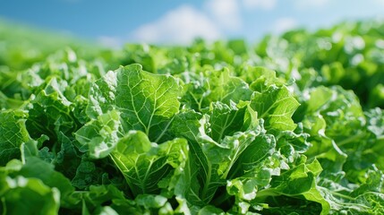 Lush lettuce field under sunny sky; agriculture