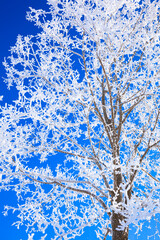 trees with hoarfrost and blue sky