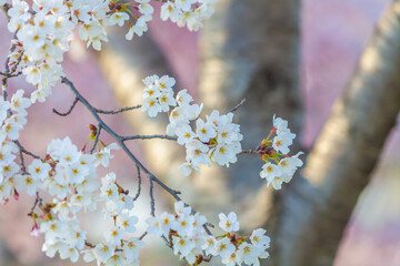 Washington, DC during the Cherry Blossom Festival