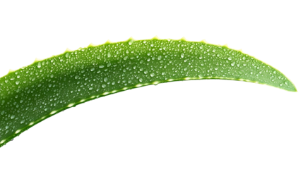 Dew-covered aloe vera leaf, close-up, studio shot, product packaging