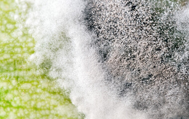 Close-up macro texture of mold