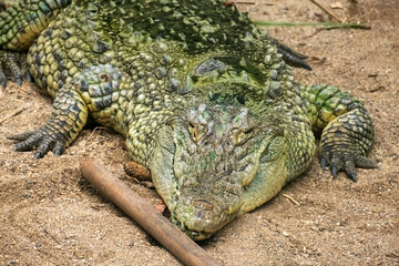 A crocodile lies on the sand in a wildlife park in Izmir, Turkey