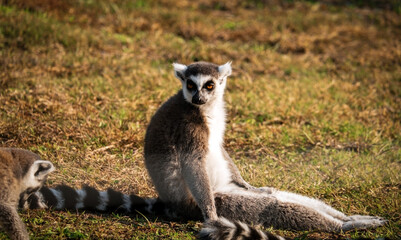 Cute adult lemur sitting on green grass in Izmir Wild nature park, Turkey.