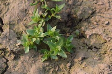 Scarlet pimpernel on soil Scarlet pimpernel field weed with small green leaves and small red flowers in a macro shot, BLUE SMALL FLOWER WITH GREEN LEAF PLANT