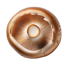 Mushroom on transparent background top view