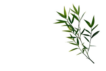 Green sprig, studio shot, black background, herbal product