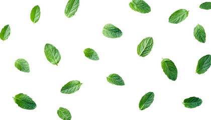 Falling mint leaves, black background, food, design