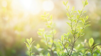 Obraz premium Delicate willow branches in fresh green, soft morning light, serene and minimalist Qingming Festival scene.