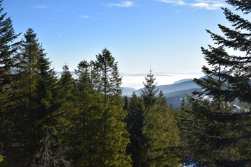 Mountain peak and winter pine forest captures a breathtaking panoramic landscape. Misty layers of fog.  Snow-dusted evergreens, blue sky and wilderness. Rolling hills and crisp winter air.