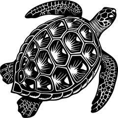 turtle vector illustration