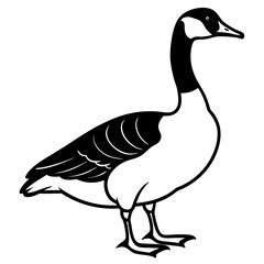 duck isolated on white background